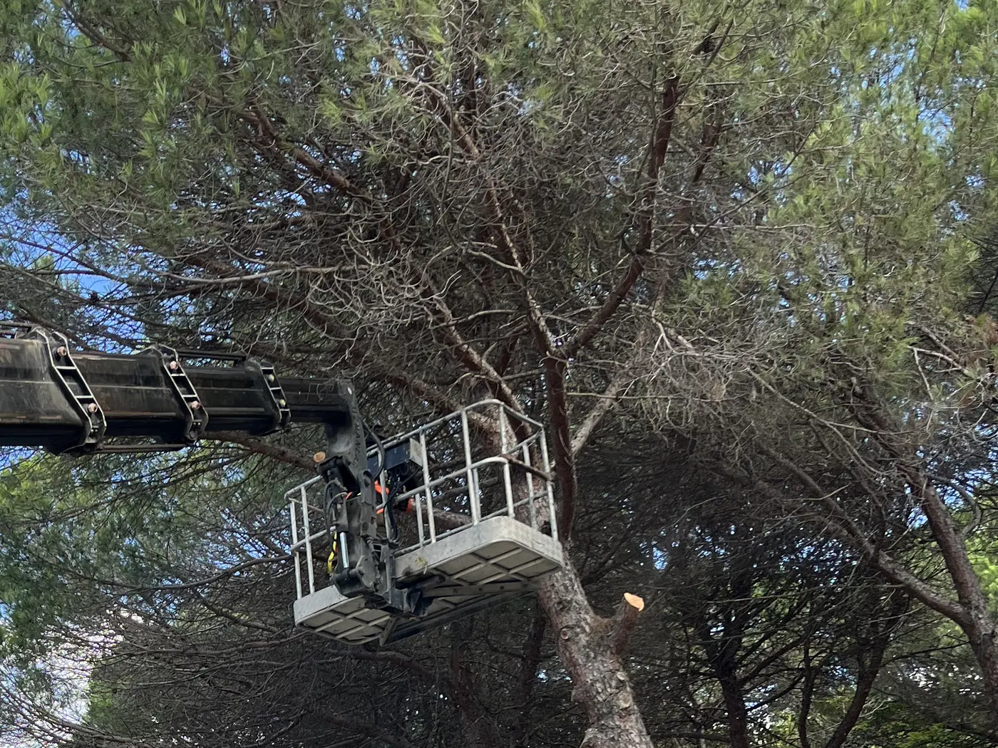 Maslak’taki tabiat parkında sepetli vinçle eğik çam ağacının kesimi