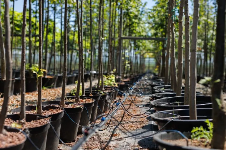nut trees in plastic pots on tree nursery 2025 01 10 20 39 37 utc