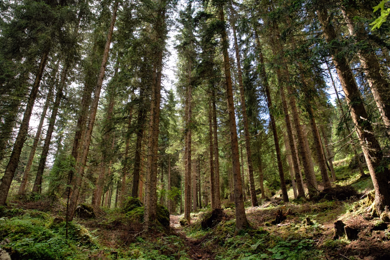 forest 2025 03 14 03 09 56 utc