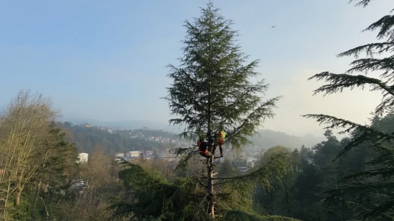 Tirmanarak Tehlikeli Agac Budama scaled e1776108073128