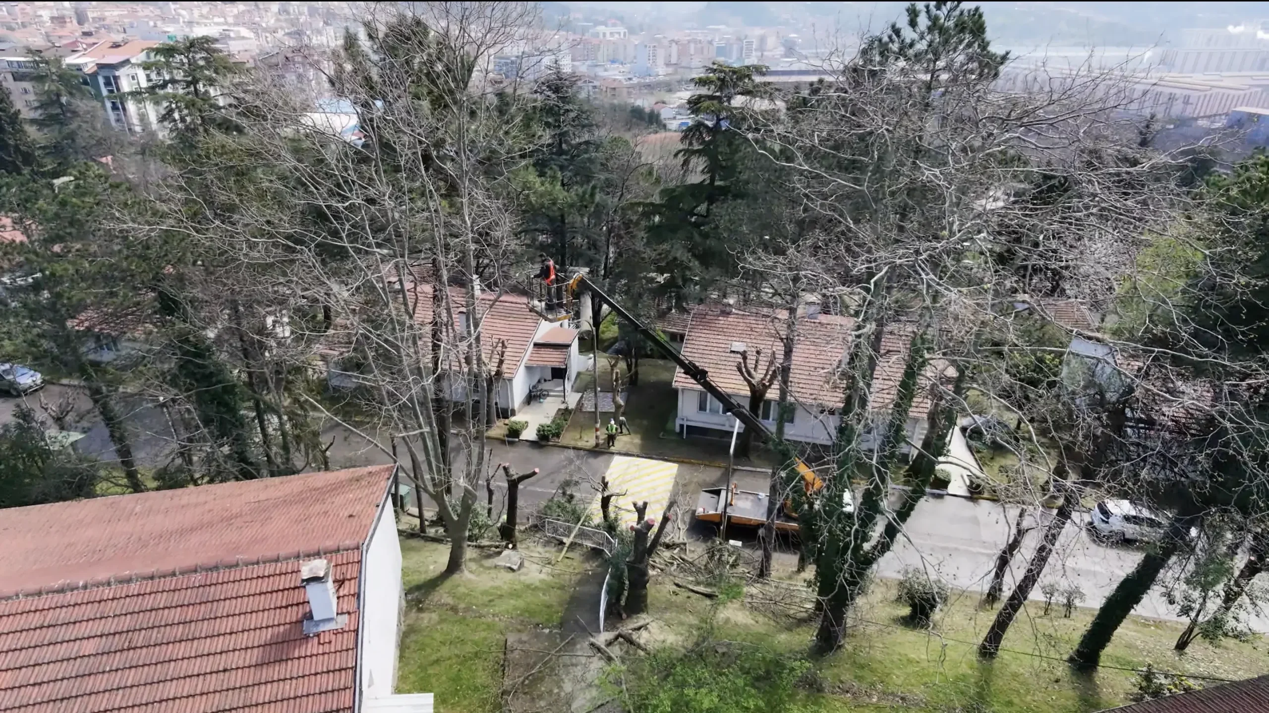 vinç ile ağaç budama