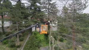 sepetli vinc ile kontrollu agac budama scaled e1776108051923