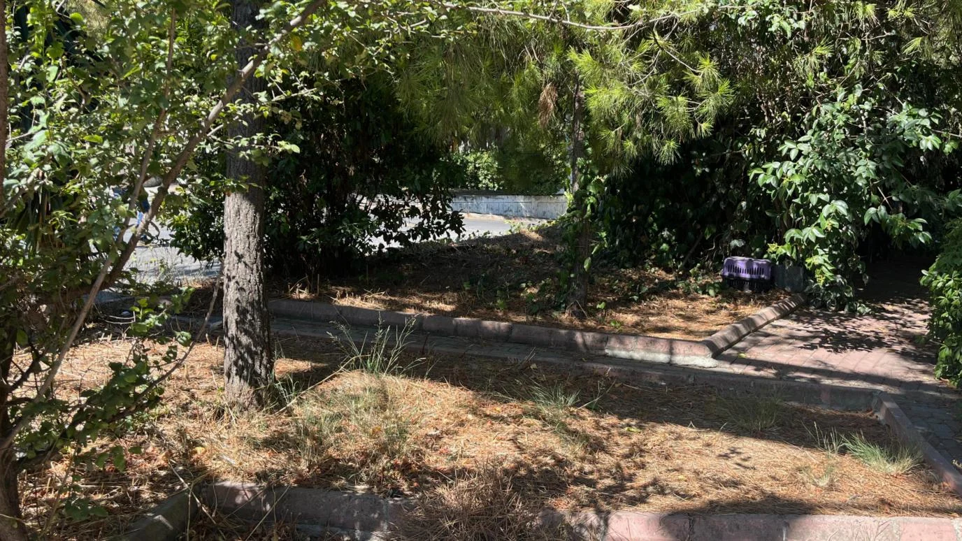 Çam ağaçlarının altında yere kadar inen sık dallar, kuru ot ve iğne yaprak birikintisi, iş öncesi