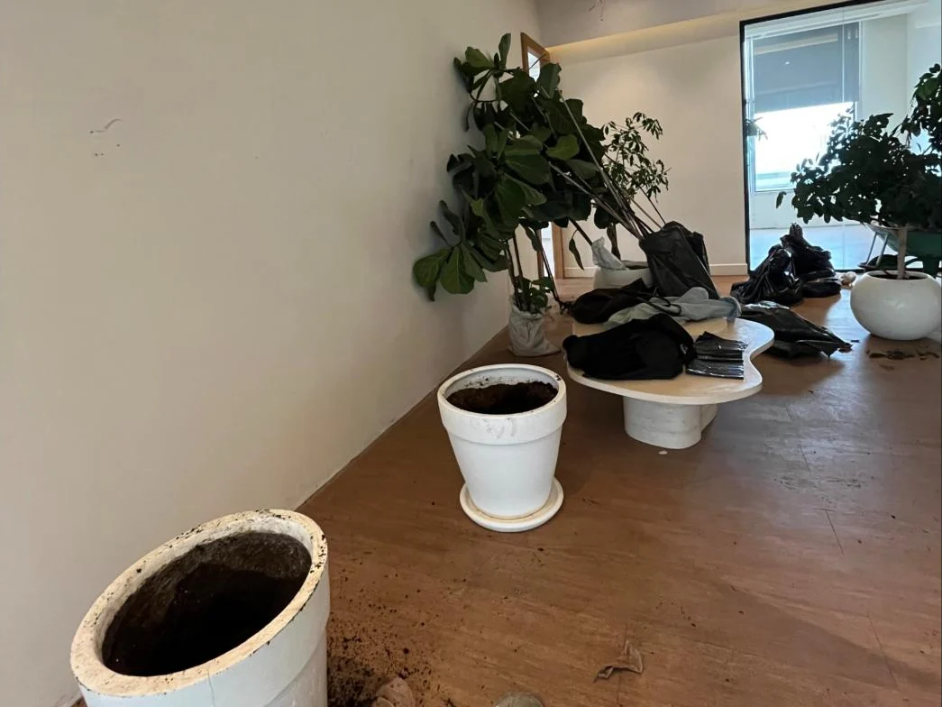 Taşıma hazırlığında saksılarından çıkarılmış ofis bitkileri ve boşaltılan saksılar