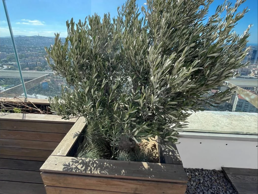 Plaza terasında ahşap saksıdaki zeytin ağacı, taşıma öncesi