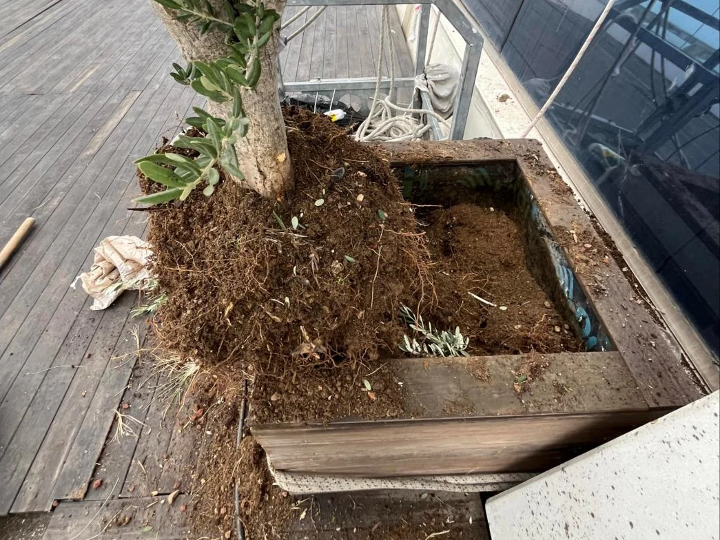 Zeytin ağacının kök topu bozulmadan ahşap saksıdan çıkarılması