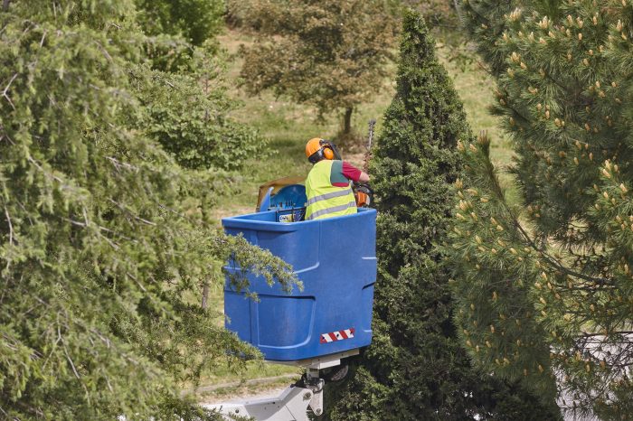 Gardener pruning a cypress on a crane. Seasonal trees maintenance